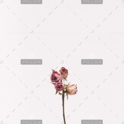 demo attachment 1111 tanalee youngblood fsdwyntymji unsplash 1024x1024