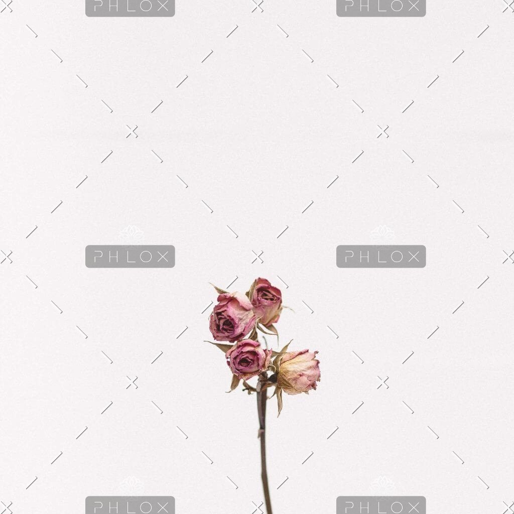 DIAGONAL CANADA demo attachment 1111 tanalee youngblood fsdwyntymji unsplash 1024x1024